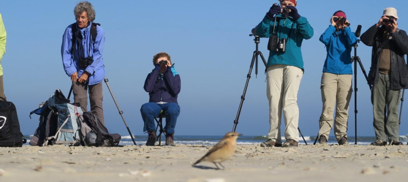 Vögelbeobachten